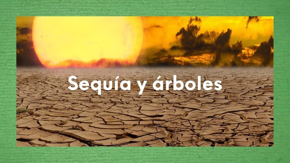 Imagen con foto del Sol y tierra seca con el texto "sequía y árboles" en artículo de Abraham Velázquez en olaverde.es Imagen con foto del Sol y tierra seca con el texto "sequía y árboles"