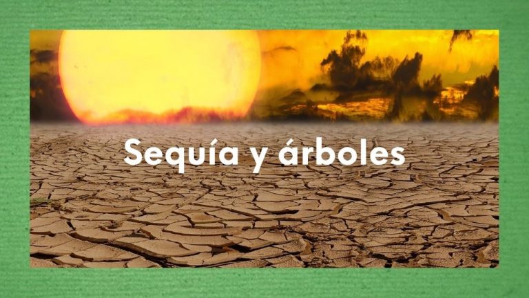 Imagen con foto del Sol y tierra seca con el texto "sequía y árboles"