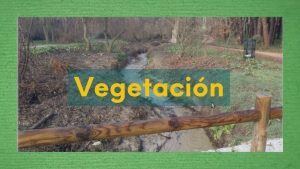 Imagen con vegetación de ribera