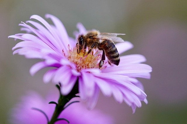 Foto de una abeja sobre una flor.