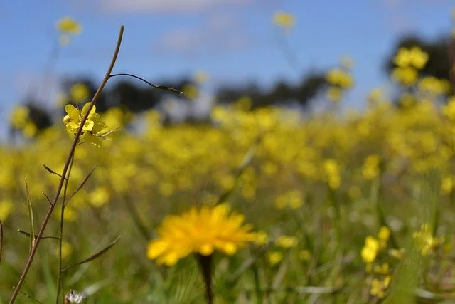 ¿Cómo reducir la basura y los residuos en el mundo?