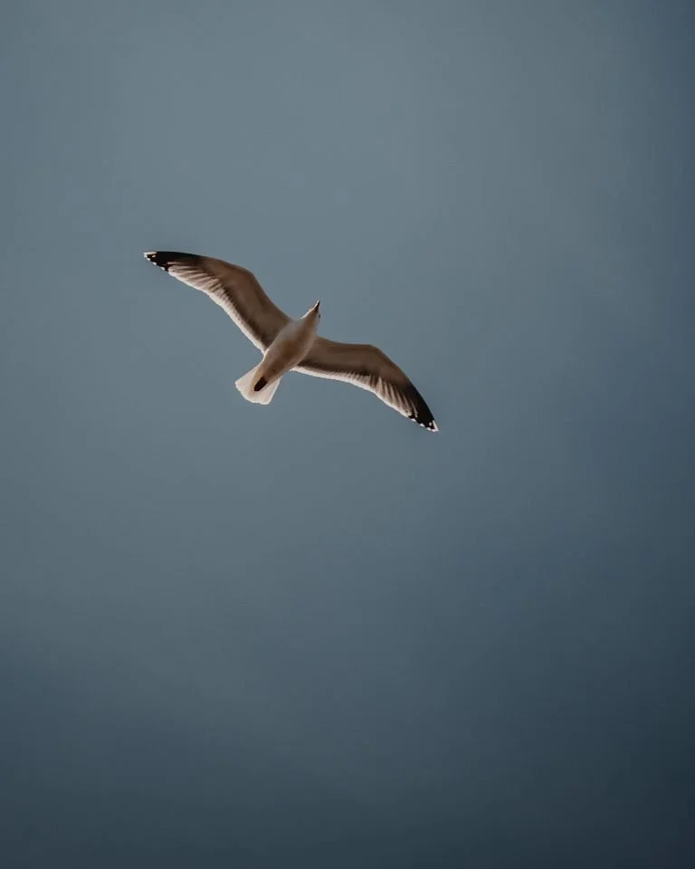 ¿Cómo se dice medioambiente o medio ambiente?