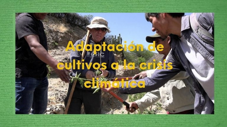 Foto sobre la adaptación de cultivos a la crisis climática.