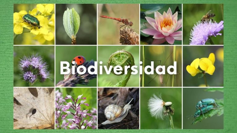 Imagen con pequeños cuadros y diferentes seres vivos, con el texto sobre impreso: Biodiversidad.