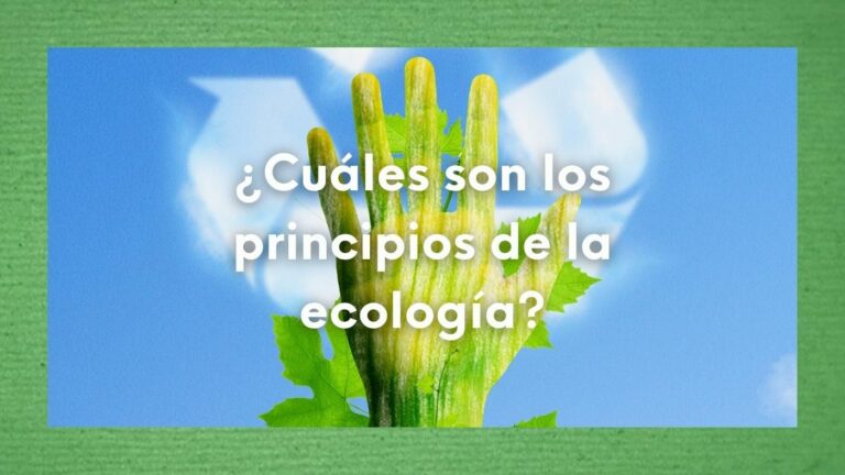 Imagen de una mano con aspecto como si la piel fuera una hoja verde y la pregunta sobre escrita: ¿Cuáles son los principios de la ecología? ¿Cuáles son los principios ambientales de la ecología?