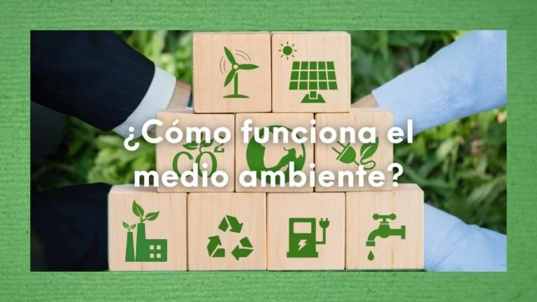 ¿Cómo funciona el medio ambiente? ¿Cómo se entrelazan la vida y la naturaleza? Comprendiendo el medioambiente 19 Foto montaje ambientalista con la pregunta sobre escrita: ¿Cómo funciona el medio ambiente?